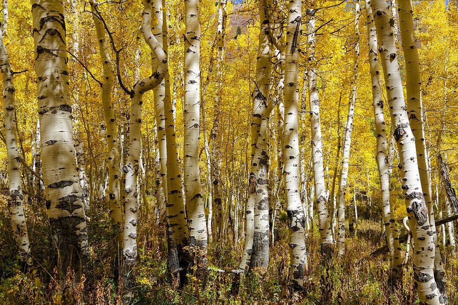 White Skinned Aspens Photograph by Mitch Johanson - Fine Art America