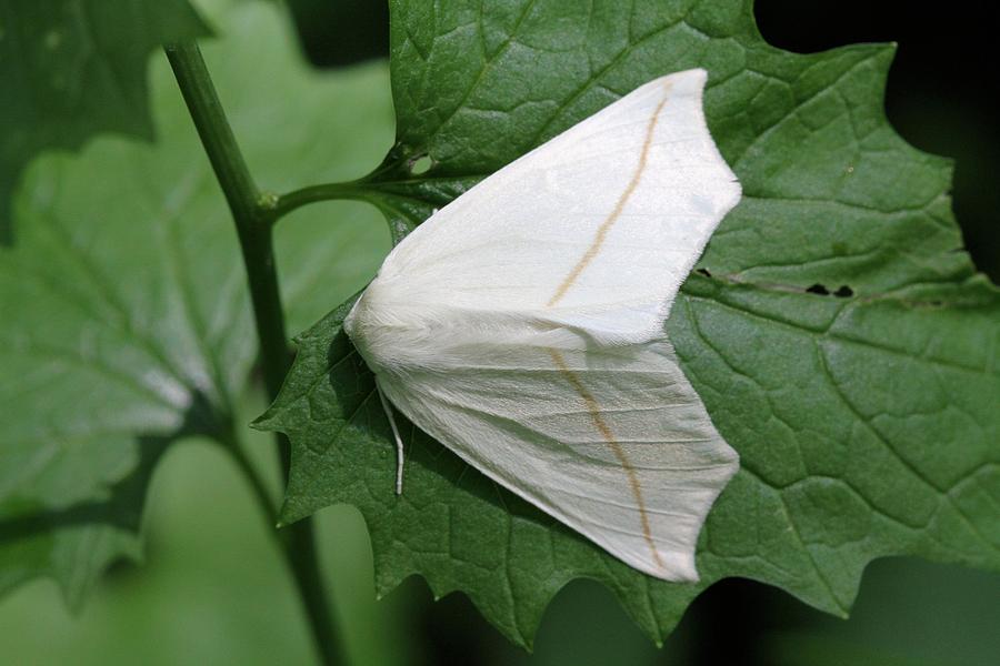 White Slant-Line Moth Photograph by Doris Potter