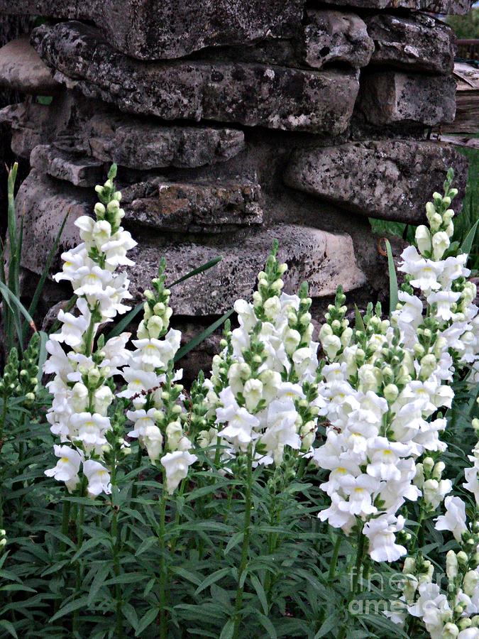 White Snapdragons Photograph by Pics by Jody Adams - Pixels