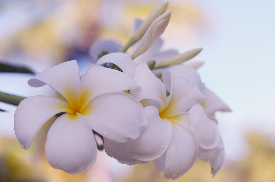 White Snow Frangipani Flowers Photograph by Jenny Rainbow