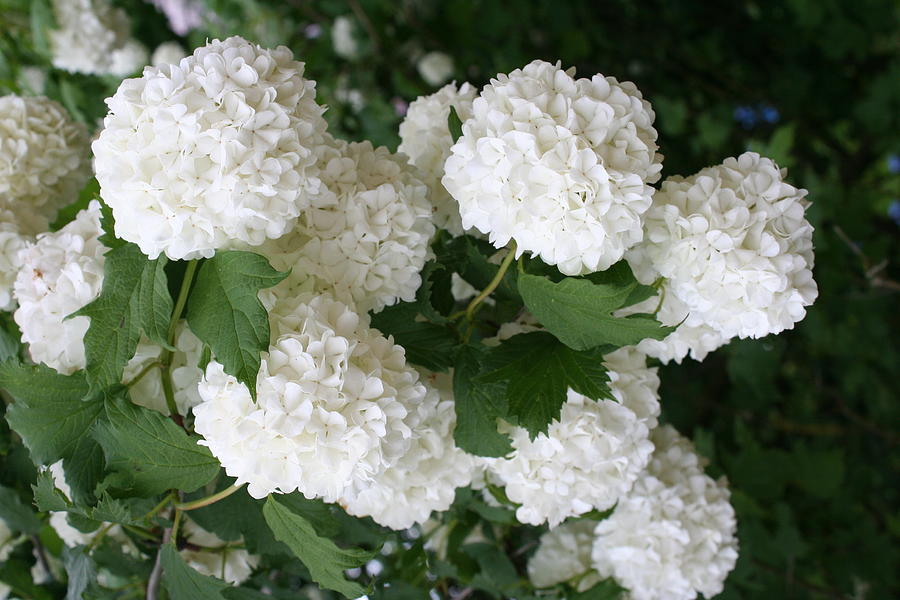 White Snowball Bush Photograph by Christiane Schulze Art And Photography