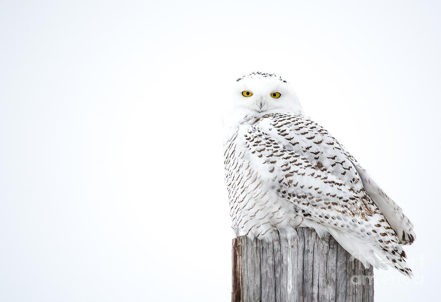 White Snowy Owl Photograph by Cheryl Baxter