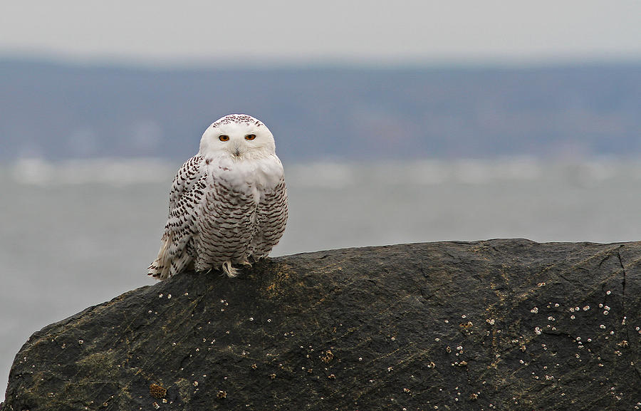 White Snowy Owl Photograph by Juergen Roth