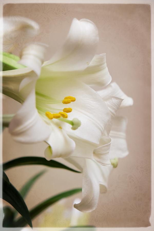 White Softness Photograph by Lucinda Walter