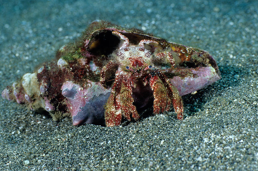 White Speckled Hermit Crab Photograph by Andrew J. Martinez White Speckled Hermit Crab Photograph by Andrew J. Martinez