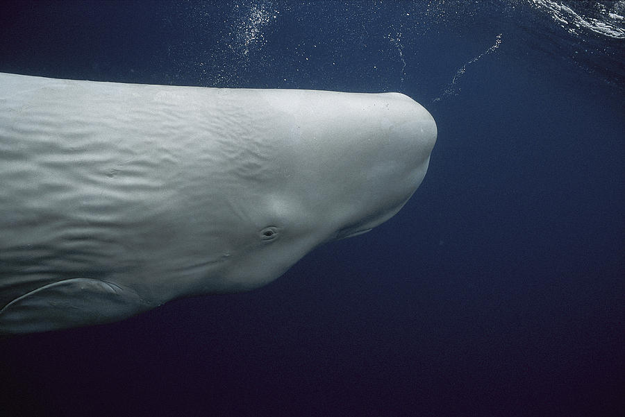 whale semen Sperm