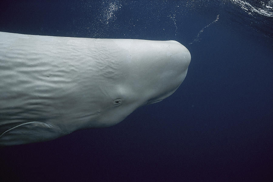 albino sperm whales