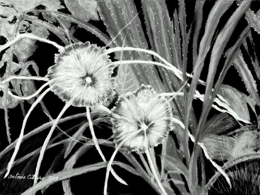 White Spider Lillies Pastel Digital Art by Antonia Citrino