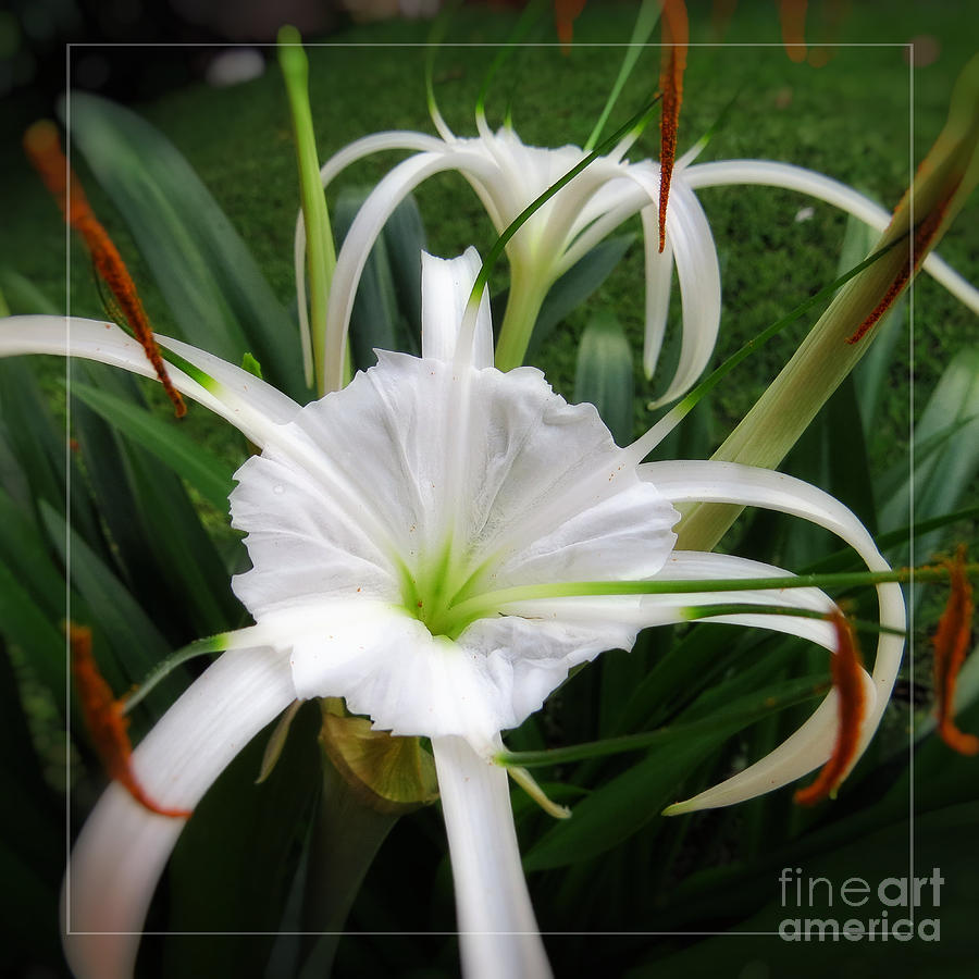 White Spider Lily Flower Photograph by Ella Kaye Dickey