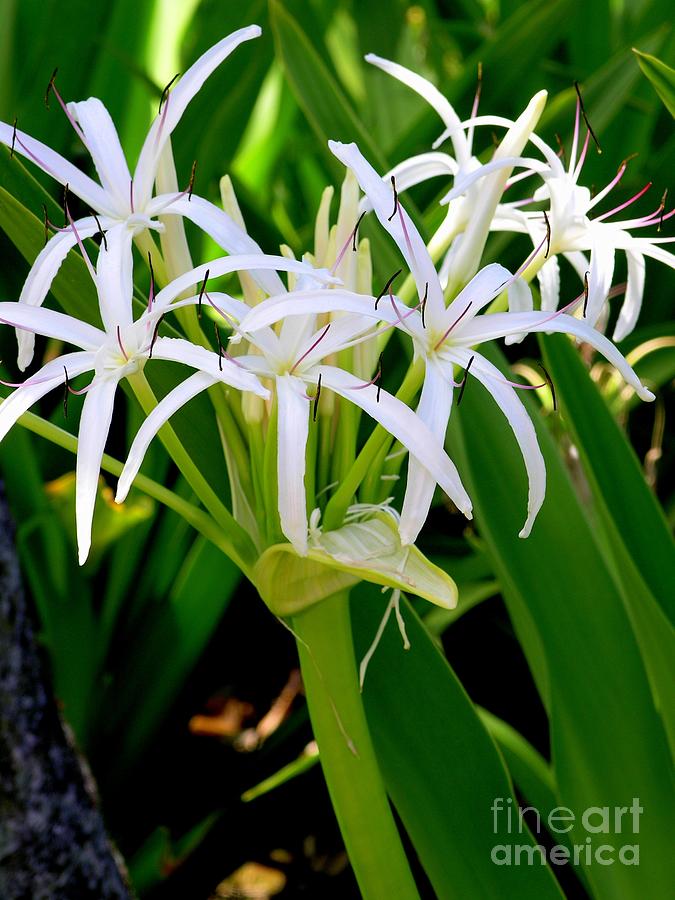 White Spider Lily Photograph by Mary Deal