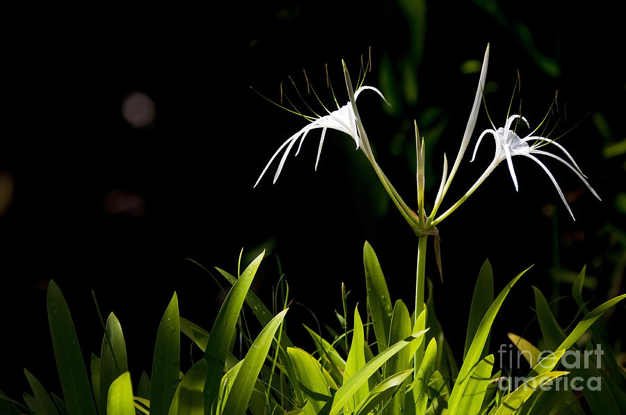 White Spider Lily Photograph by THP Creative | Fine Art America