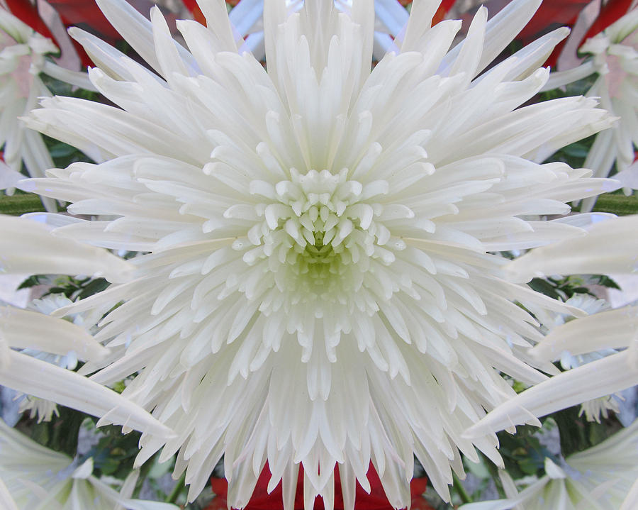 White Spider Mum Photograph by Michele Caporaso