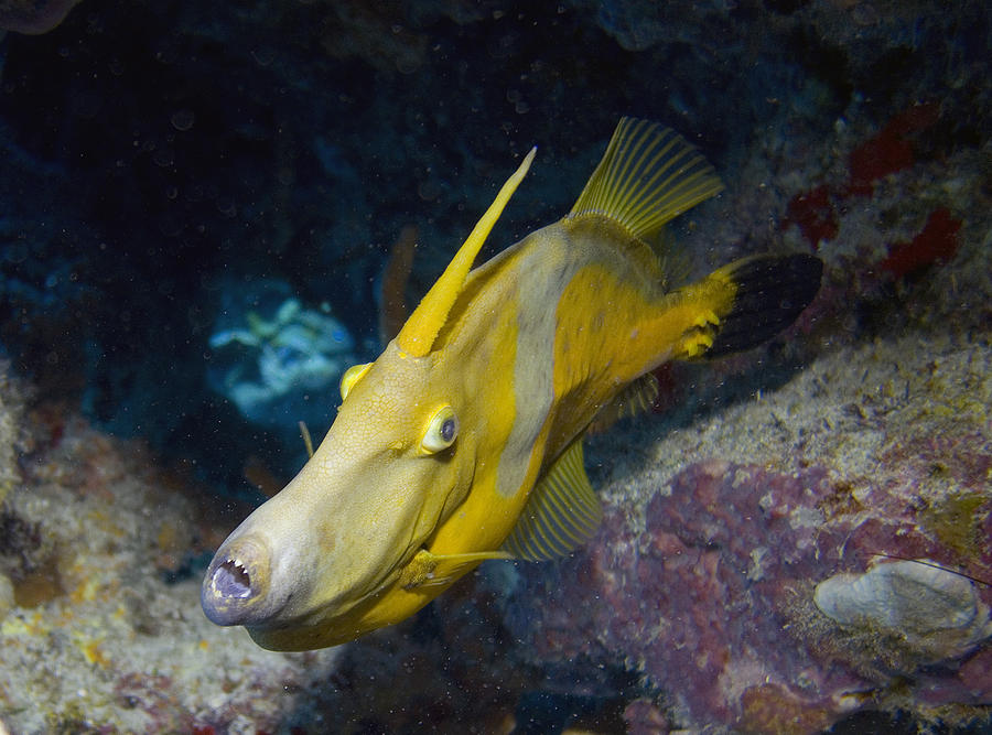 Sea Life Photograph - White Spotted Filefish in Cave by Jim Murphy