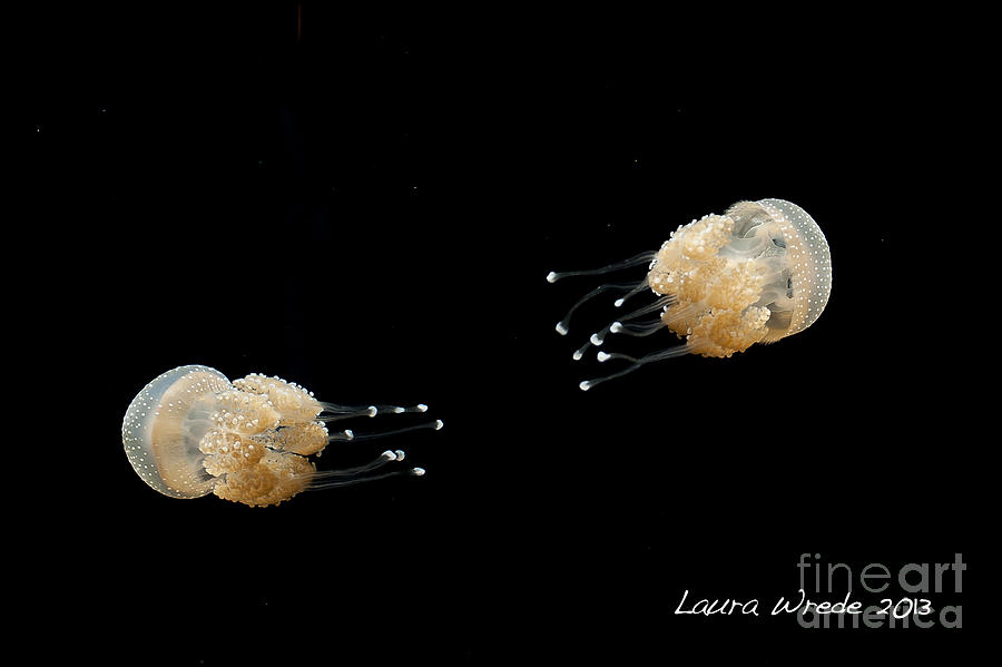 Jelly Fish Photograph - White Spotted Jelly Fish from Austrailia by Artist and Photographer Laura Wrede