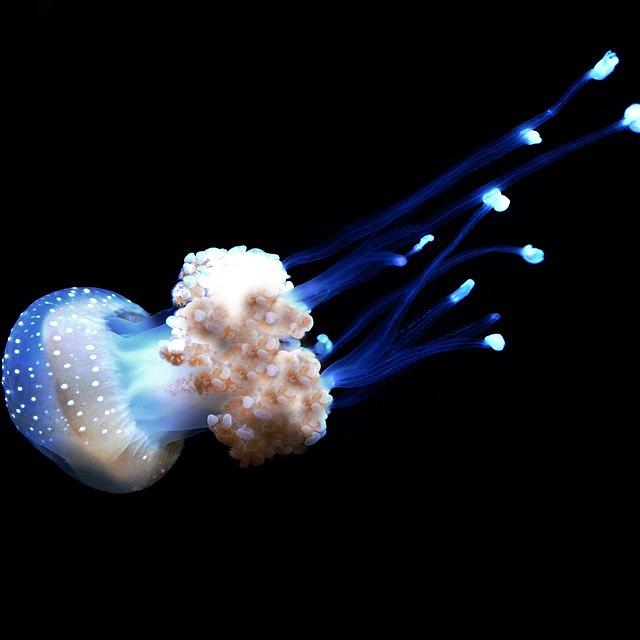 Nature Photograph - White-spotted Jellyfish #animal by Kerri Ann McClellan