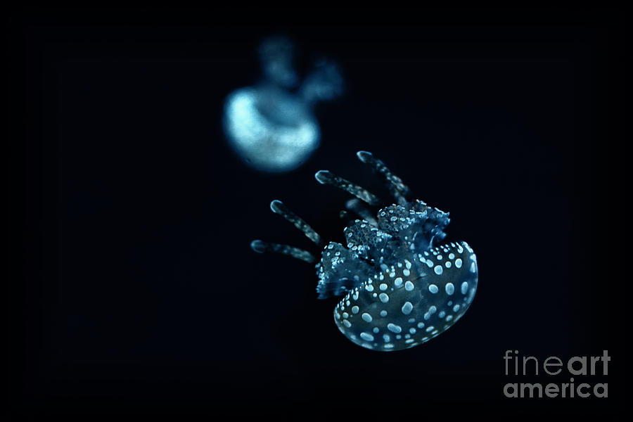 White Spotted Jellyfish Photograph by Charline Xia