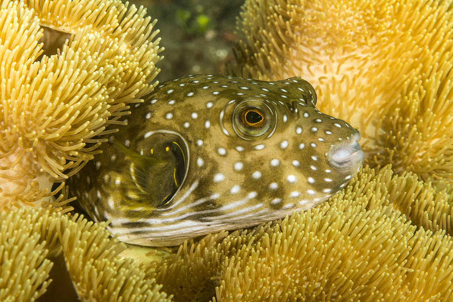 White-spotted Puffer Photograph by Andrew J Martinez