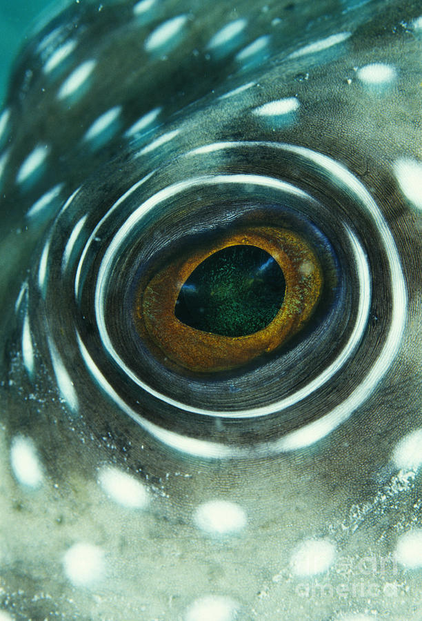 White-spotted pufferfish eye Photograph by Spl