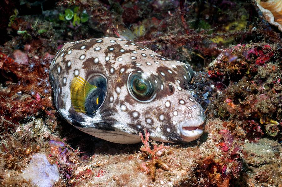 White-spotted Pufferfish Photograph by Georgette Douwma/science Photo ...