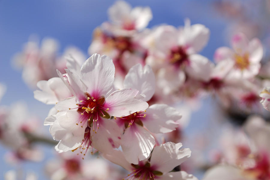 White spring Almond flowers Photograph by Guido Montanes Castillo ...