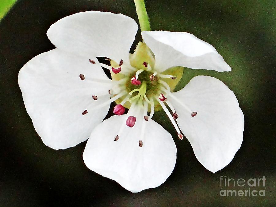 White spring bloom Photograph by Karin Ravasio