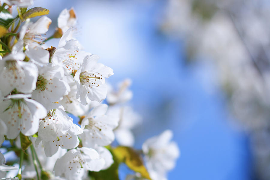 White Spring Blossom Photograph by By Felix Schmidt