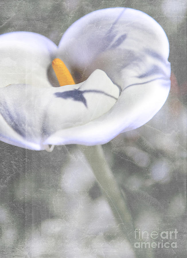 White Spring Photograph by Jennifer Camp