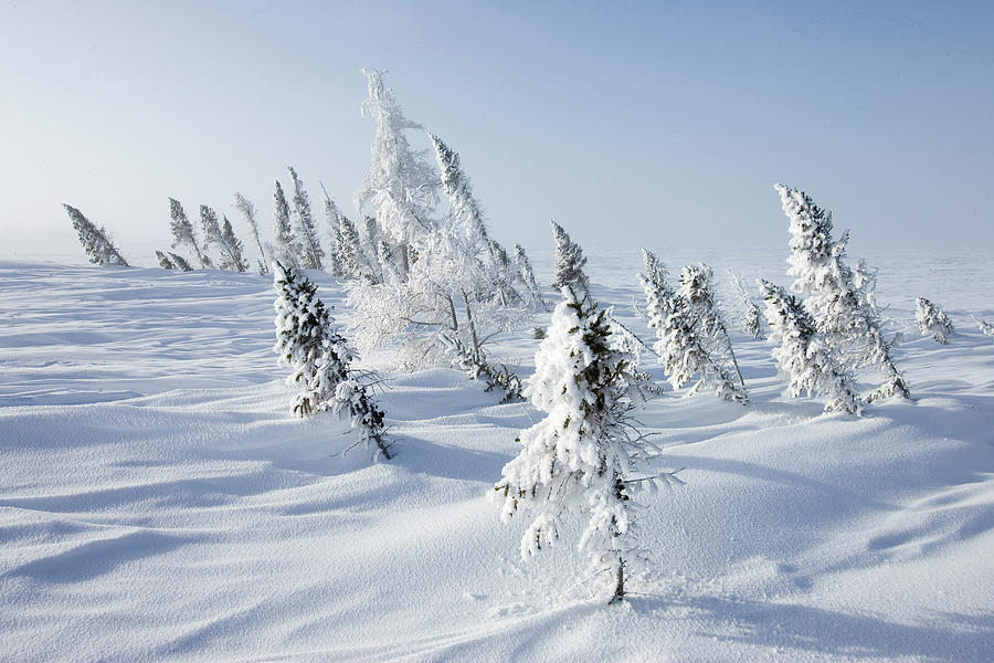 White Spruce Stand Photograph by Matthias Breiter