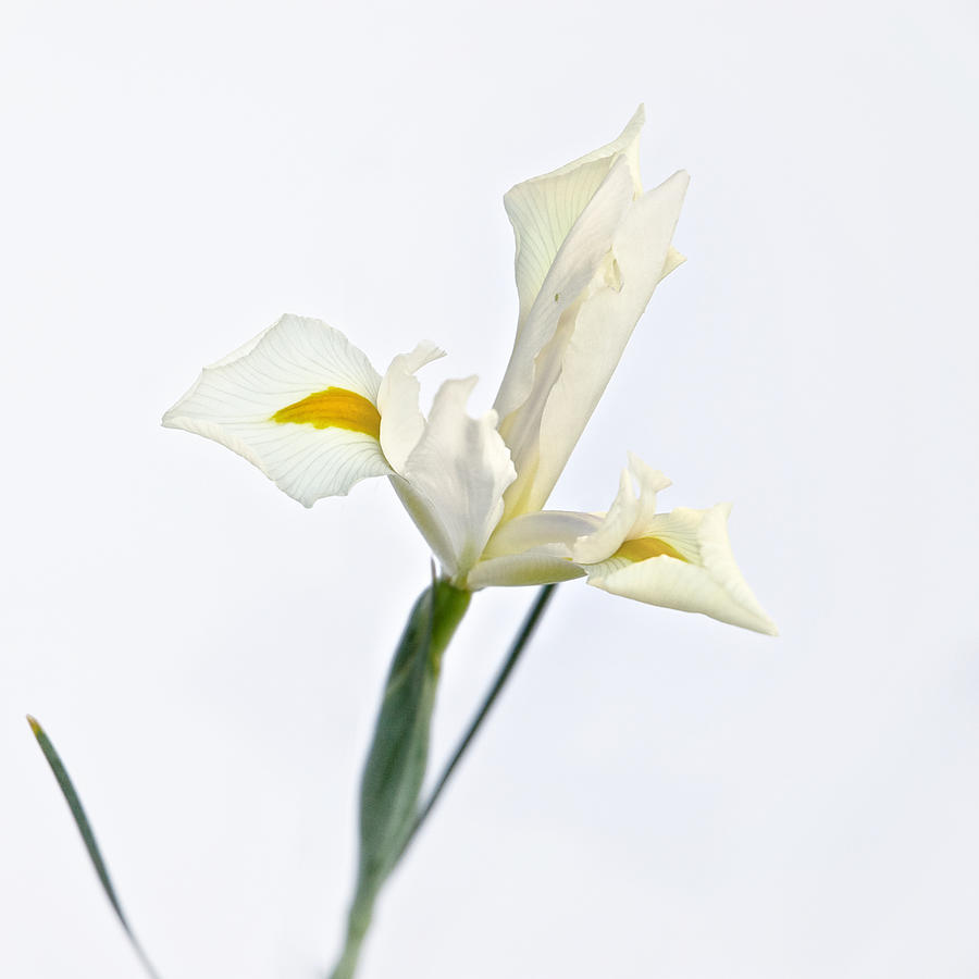 White Iris on White Photograph by Mary Lee Dereske