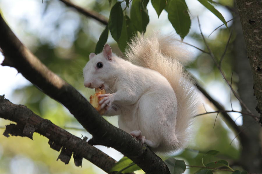 Squirrel Photograph - White Squirrel by Dwight Cook