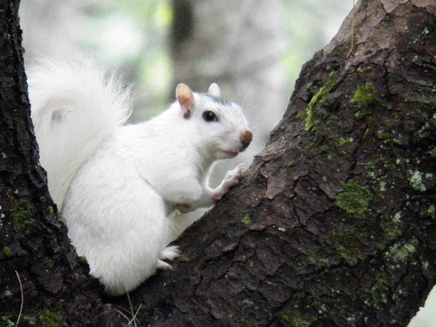 White Squirrel in Tree Photograph by Lisa Keeter | Fine Art America