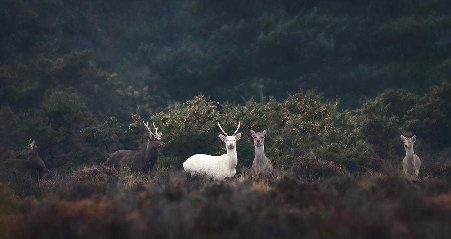 White Stag Photograph by Kristian Bell