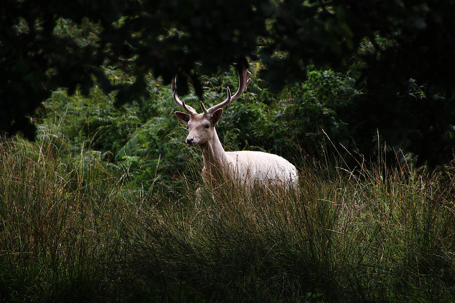 White Stag Photograph by Tom Conway