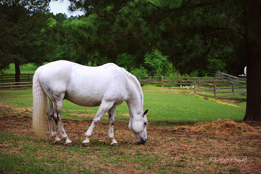 White Stallion Photograph by Paulette B Wright