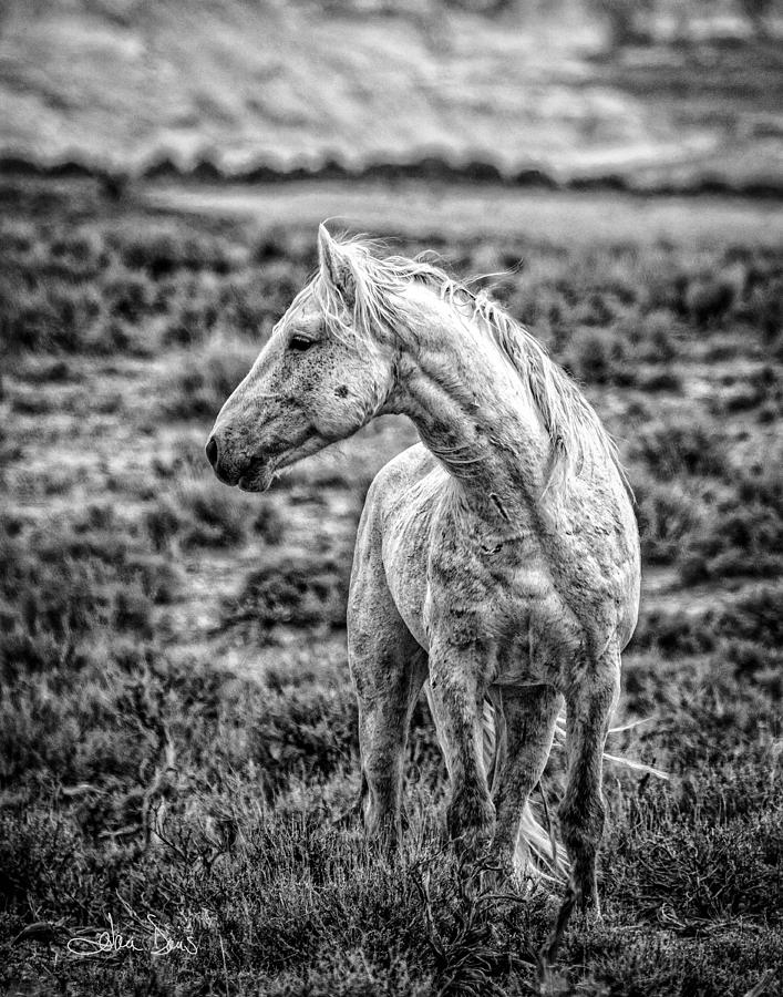 White Stallion Watching Photograph by Joan Davis