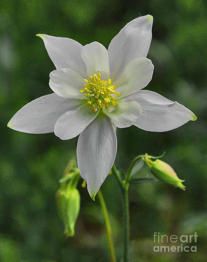 White Star Flower Digital Art By Mae Wertz - Fine Art America