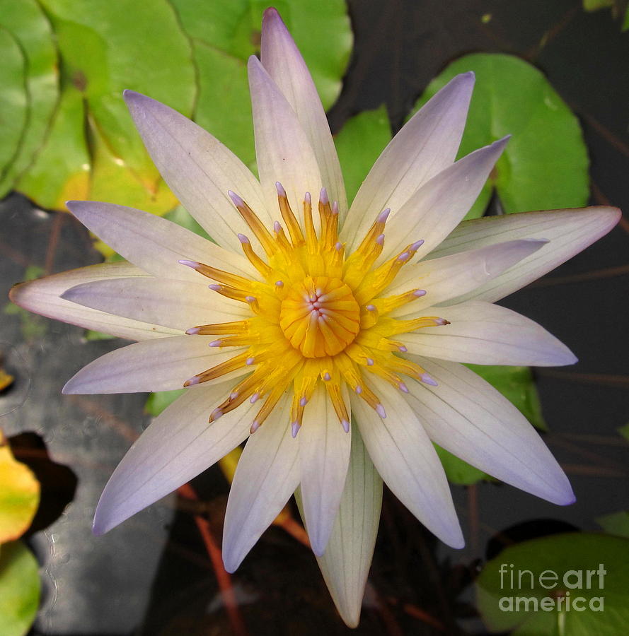 White Star Lotus Photograph