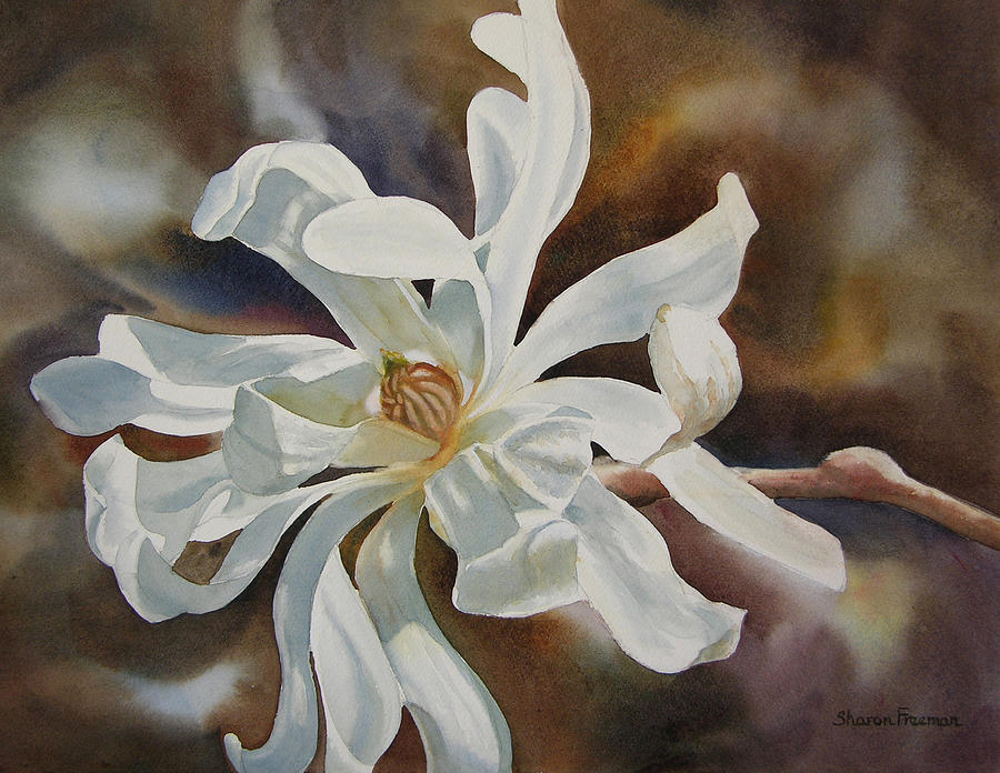 White Star Magnolia Blossom Painting by Sharon Freeman - Fine Art America