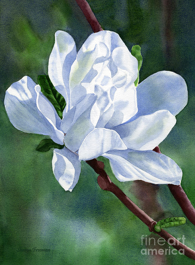 Magnolia Movie Painting - White Star Magnolia Blossom with Background by Sharon Freeman