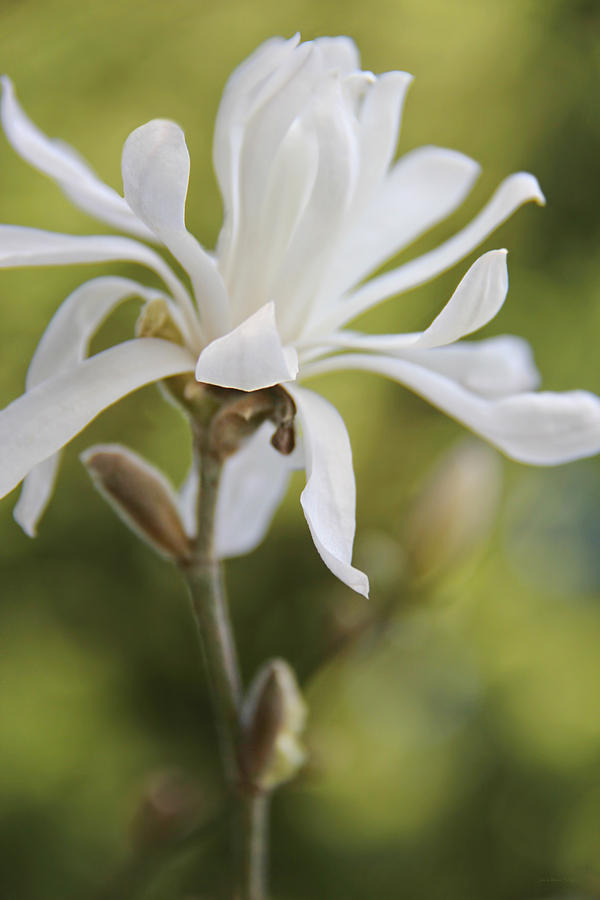 White Star Magnolia Flower Dance Photograph by Jennie Marie Schell