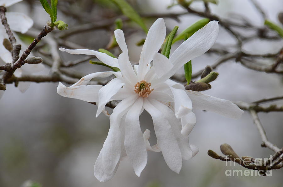 White Star Magnolia Photograph by Maria Urso