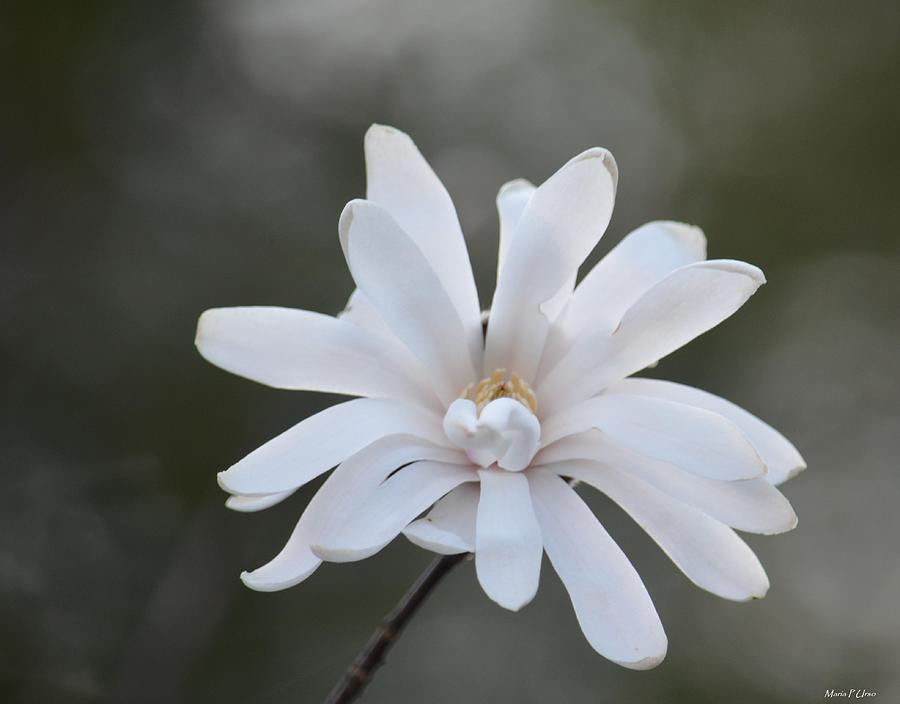 White Star Magnolia Photograph by Maria Urso