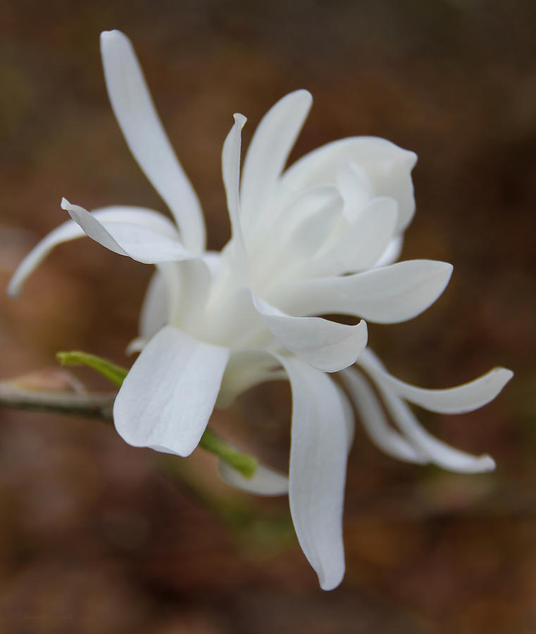 White Star Magnolia Opening Photograph by Jennie Marie Schell