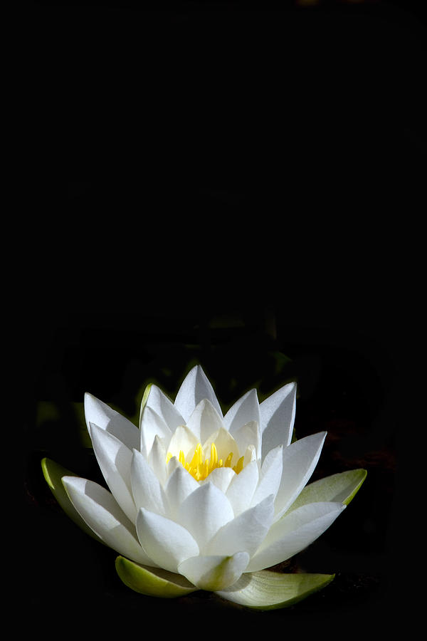 Lily Photograph - White Star by Rebecca Cozart