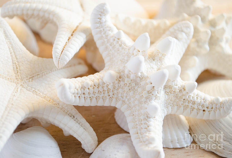 White Starfish 2 Photograph by Andrea Anderegg