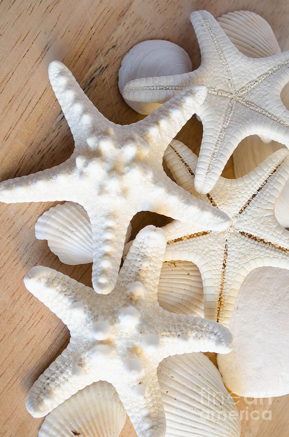 White Starfish Photograph by Andrea Anderegg