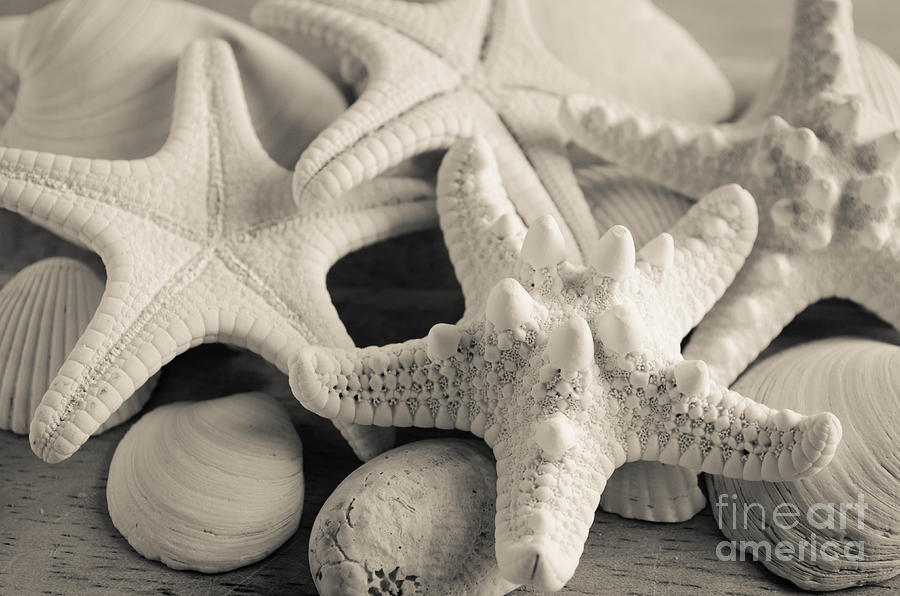 White Starfish Black and White Photograph by Andrea Anderegg