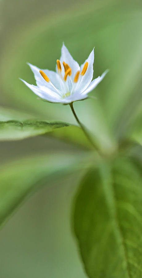 Spring Photograph - White Starflower - Spring 2013 by Thomas J Martin