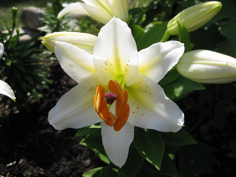 Lilies Photograph - White Stargazer Lily by Elisabeth Ann