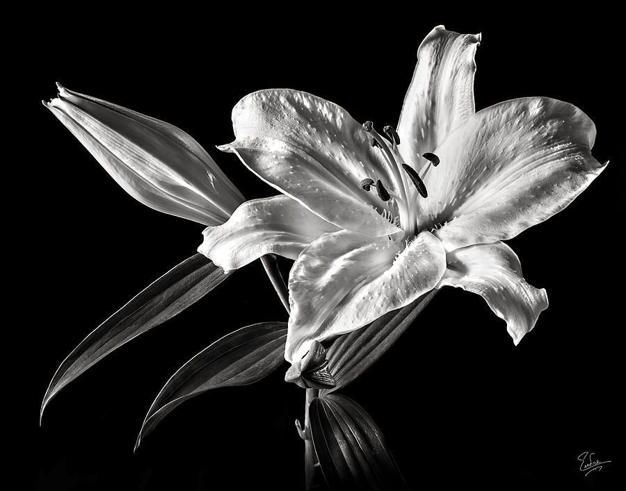 White Stargazer Lily in Black and White Photograph by Endre Balogh